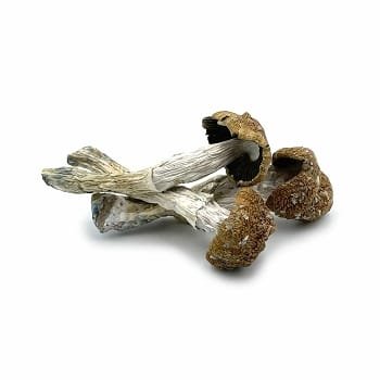 african-transkei-psilocybin-mushrooms.jpg African Transkei Mushrooms – premium South African psilocybin strain from PsychedelicHub.shop