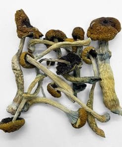 Malabar Magic Mushrooms – Indian coastal psilocybin strain with calming effects and organic growth