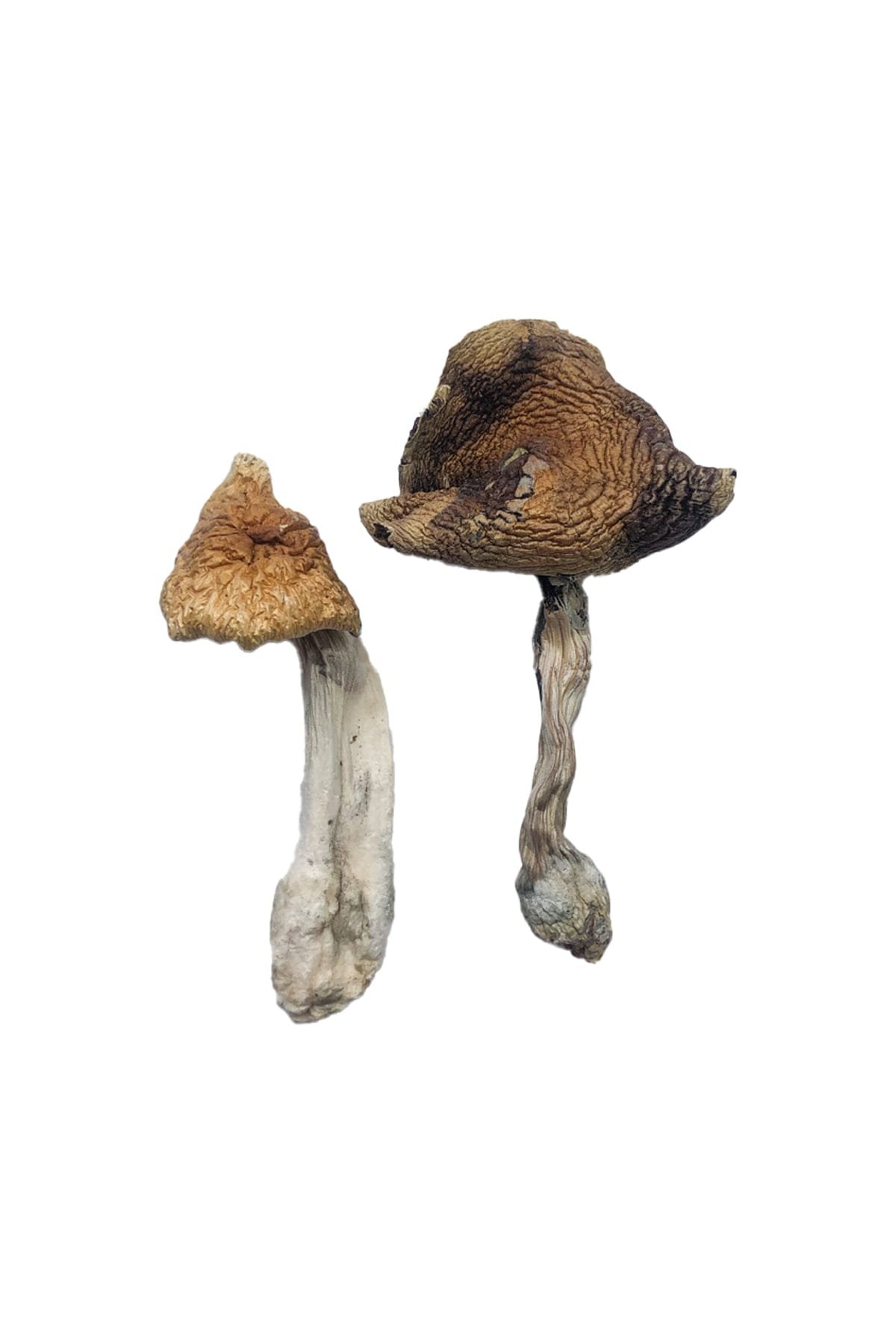 Buy Hawaiian Magic Mushrooms Online Hawaiian Magic Mushrooms – tropical psilocybin strain with vibrant caps and mood-enhancing effects