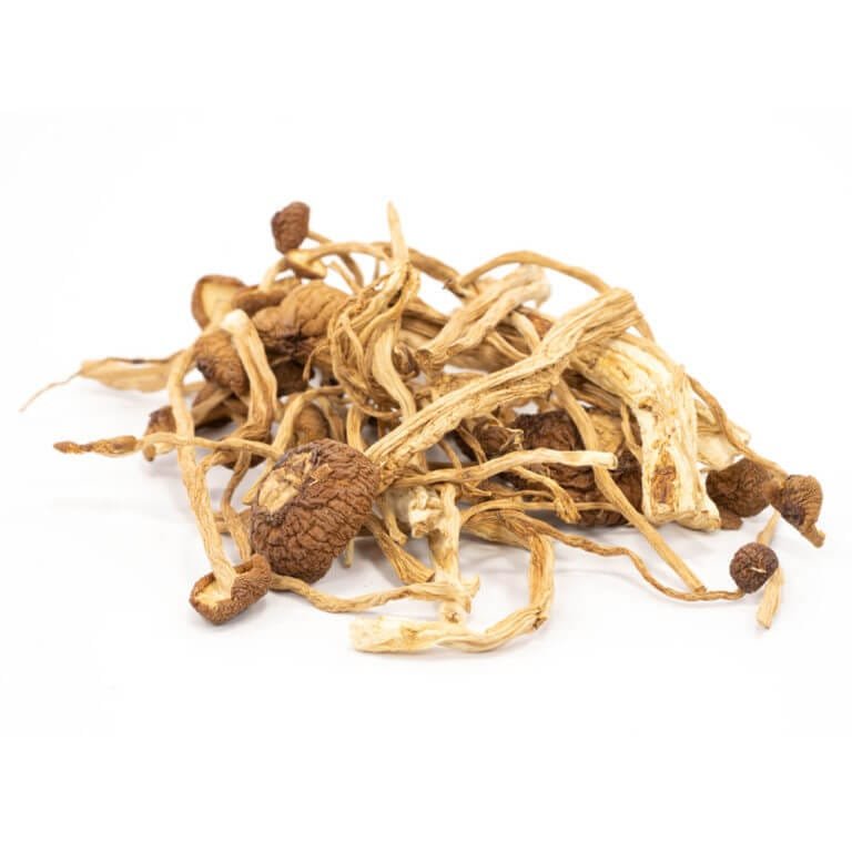 Mexican Cubensis Mushrooms – traditional psilocybin fungi with ancient Mesoamerican origins and vivid effects