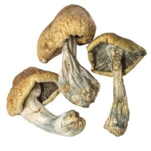 Cambodian Magic mushroom Cambodian Magic mushroom