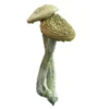 Psilocybe Azurescens – wild psilocybin mushroom with high alkaloid content and intense visuals
