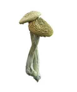 Psilocybe Azurescens – wild psilocybin mushroom with high alkaloid content and intense visuals