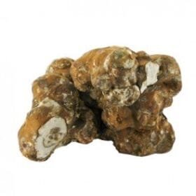 psilocybe-tampanensis-magic-truffle-philosophers-stone.jpg Psilocybe tampanensis truffles – philosopher’s stone magic sclerotia