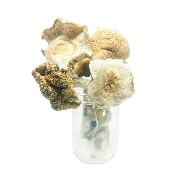 psilocybe-weilii-southern-usa-psychedelic-mushroom.jpg Psilocybe weilii mushroom specimen – southeastern US psilocybin variety