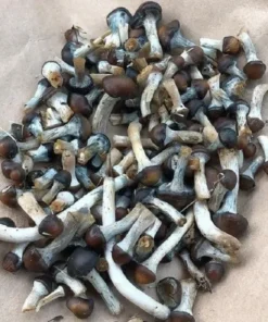 Psilocybe Baeocystis mushroom – rare psychedelic strain with mild potency and emotional depth