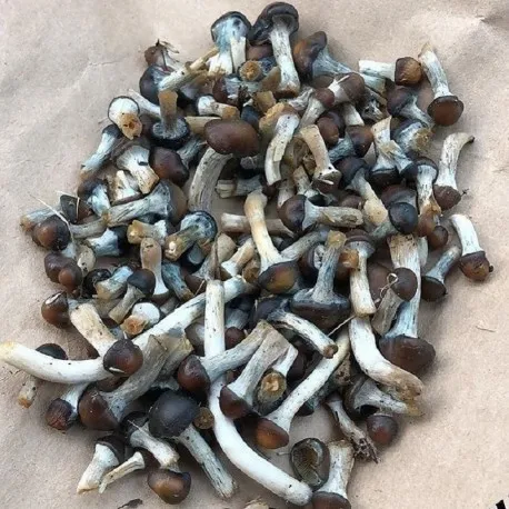 Psilocybe Baeocystis mushroom – rare psychedelic strain with mild potency and emotional depth