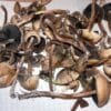 High-quality dried Psilocybe liniformans var. americana mushrooms from PsychedelicHub.shop