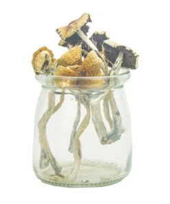 Psilocybe Bohemica mushroom – wild European psychedelic fungi with strong effects