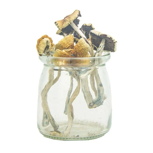Psilocybe Bohemica mushroom – wild European psychedelic fungi with strong effects