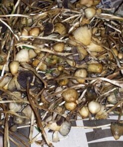 Psilocybe semilanceata wild liberty cap mushroom on grassy field