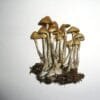 Psilocybe cyanofibrillosa mushroom – forest-based psychoactive species identified by Guzmán and Stamets