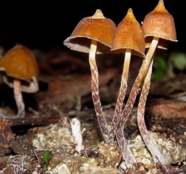 psilocybe-hoogshagenii-sacred-mexican-mushroom-little-birds.jpg Psilocybe hoogshagenii – sacred Mexican mushroom known as Little Birds of the Woods, used in spiritual rituals