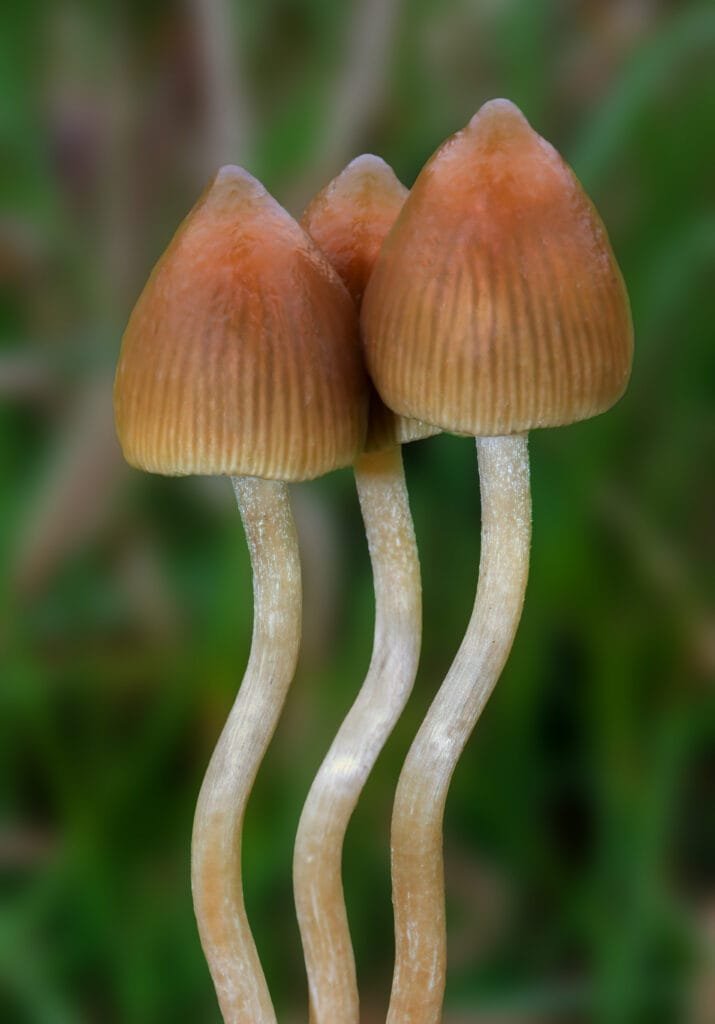 Psilocybe natalensis mushrooms with smooth brown-gold caps and white stems on red earth